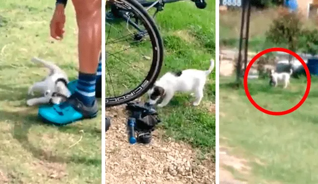 En Facebook, un pequeño perro aprovechó la distracción de un grupo de turistas para cometer una fechoría.