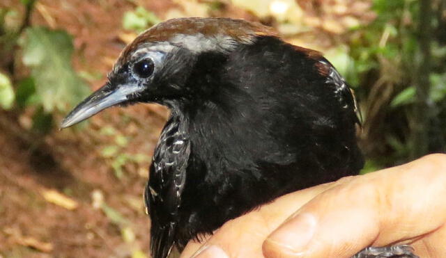 Investigadores descubren nueva especie de ave en San Martin