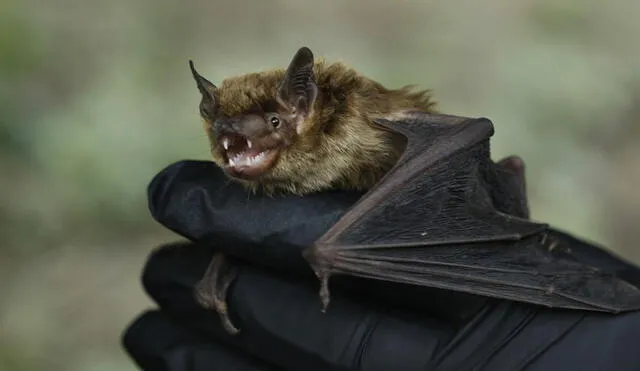 Los murciélagos han sido apuntados en varias ocasiones como intermediarios en la transmisión del coronavirus a los humanos. Foto: Los Angeles Times
