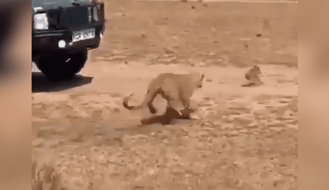 El leopardo persiguió y capturó al pequeño jabalí delante de un grupo de turistas, quienes fueron testigos cómo la madre del cerdo salvaje protege a su cría.