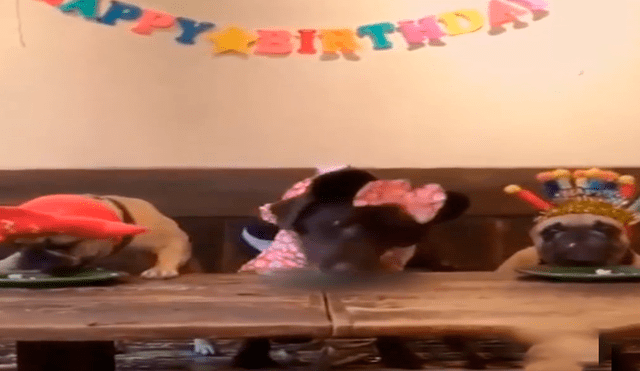 Facebook viral: cumpleaños de perro se arruinó por egoísmo del mimado cachorro [VIDEO]
