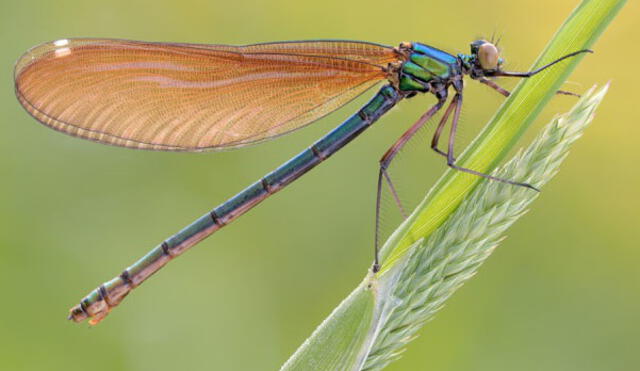 Animales fantásticos: ¿por qué este insecto finge su muerte para evitar repoducirse?
