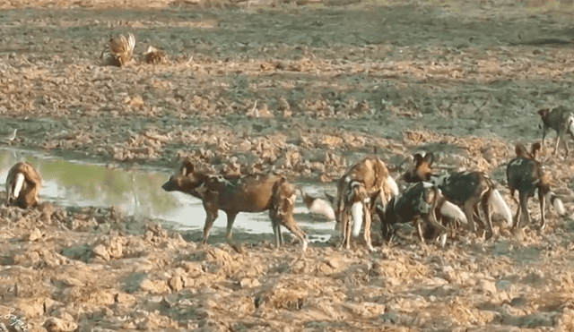 Hambrientas hienas le quitan presa a perros salvajes y estos se ‘vengan’ de la peor manera [VIDEO] 