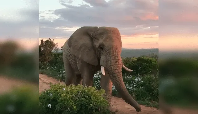 Desliza las imágenes hacia la izquierda para observar la noble acción de un elefante al notar la presencia de turistas.
