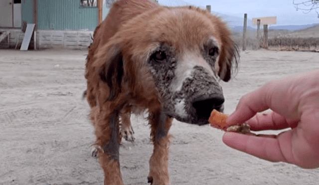 Desliza hacia la izquierda para ver la radical 'transformación' de un perro callejero que fue hallado en deplorables condiciones. Video es viral en Facebook.