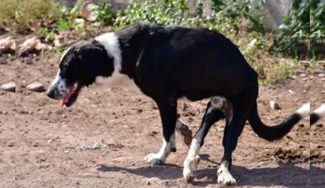 Desliza las imágenes para conocer más sobre la conmovedora historia de Rocky, un perrito con discapacidad que es feliz con su nueva familia. Foto: El Debate