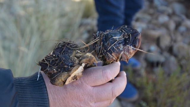 En el 2019, exportaron una tonelada de hongos a Chile.