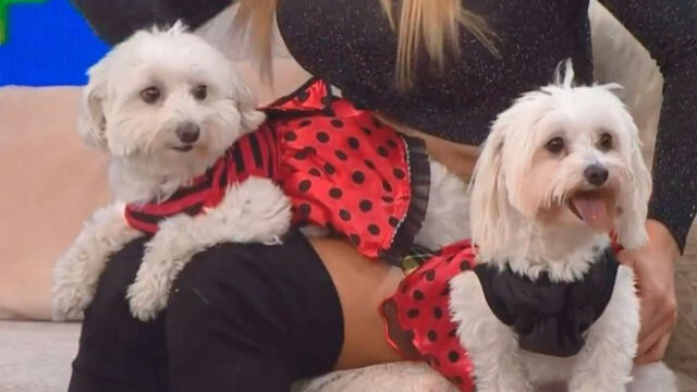 Modelo argentina visitó el set de "Mujeres al mando" con sus tres perritos y uno de ellos no se aguantó las ganas de ir al baño