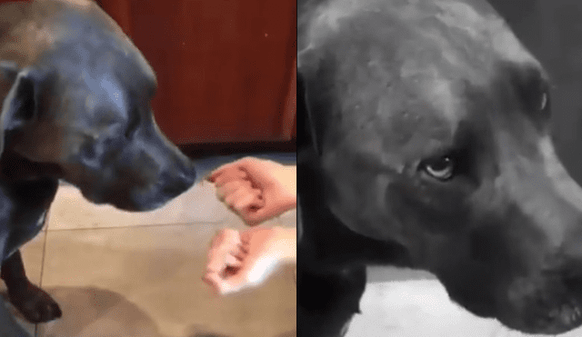 Facebook: perro es víctima de cruel truco de magia y es 'troleado' por su amo [VIDEO]