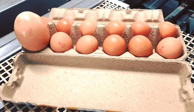 Facebook: Abrió huevo gigante y se llevó tremenda sorpresa [FOTOS]