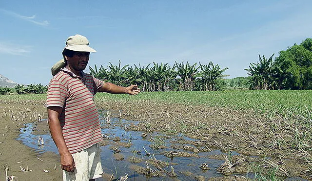 Productores de maíz sufren por el precio del agua