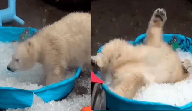 Facebook viral: oso polar ve piscina con hielo y tiene conmovedora reacción