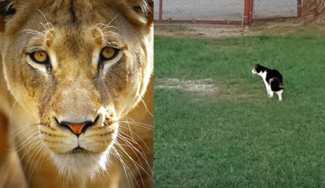 YouTube: valiente gata se ‘enfrenta’ a leona ante el asombro de su dueño [VIDEO]