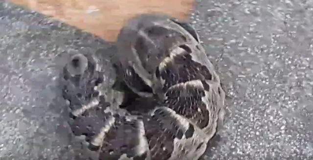 Facebook: Mujer asegura haber encontrado una serpiente con dos cabezas [VIDEO]