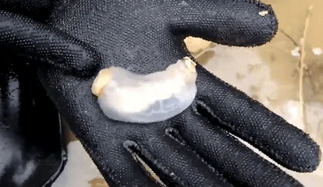 Video es viral en YouTube. Un grupo de científicos diseccionaron a este extraño gusano y lo que encontraron en su interior sorprendió a más de uno. Foto: Captura.
