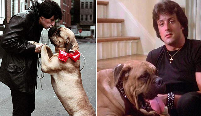 Butkus es el nombre del bull mastiff que acompañó a Stallone en dos películas de "Rocky": @officialslystallone/Instagram