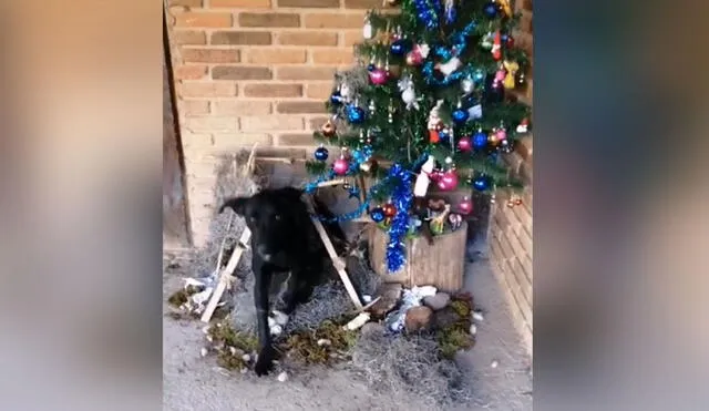 Desliza hacia la izquierda para ver más imágenes sobre esta curiosa escena. Foto: captura de TikTok