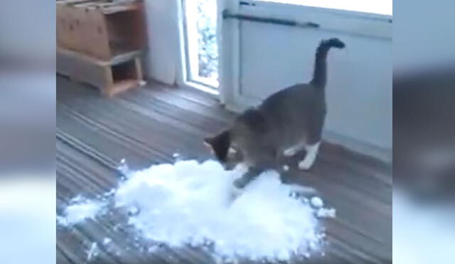 Desliza las imágenes para apreciar la emoción de un gato al tocar nieve que su dueño le consiguió de la calle. Foto: captura de Facebook