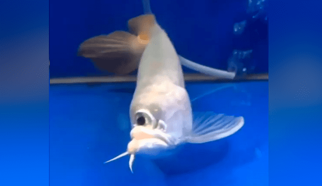 YouTube viral: atrapa extraño pez ‘cíclope’ y su aspecto deja aterrados a miles