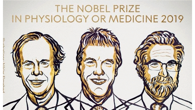 Otorgan Premio Nobel de Medicina a investigadores que descubrieron cómo las células se adaptan a la falta de oxígeno