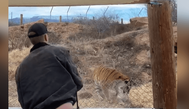 Desliza hacia la izquierda para ver la reacción de los tigres en el video viral de YouTube.