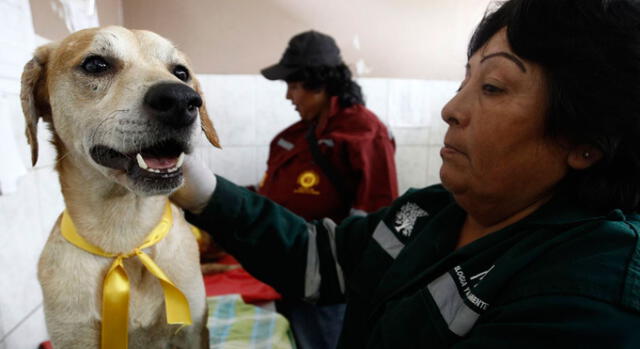 San Miguel: implantarán chip para identificar a las mascotas 