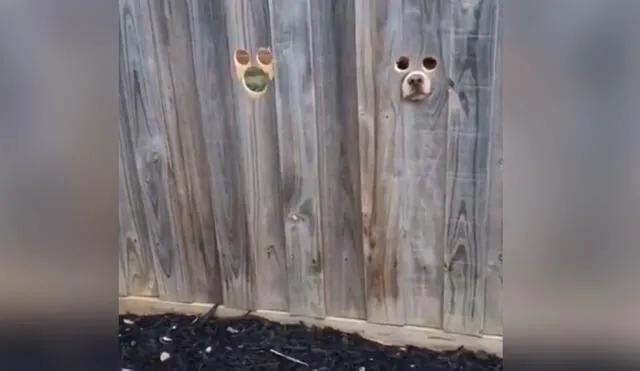 Desliza las imágenes para ver más sobre esta singular escena protagonizada por dos perros. Foto: captura de YouTube