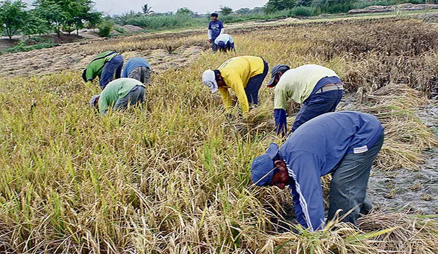 Más de mil agricultores  en Tambogrande exigen  pago del bono agrario