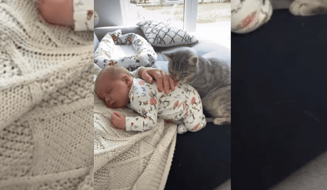 Video es viral en TikTok. La mujer grabó la emotiva conducta que tenía el felino con su bebé, incluso, antes de dar a luz. Fotocaptura: YouTube