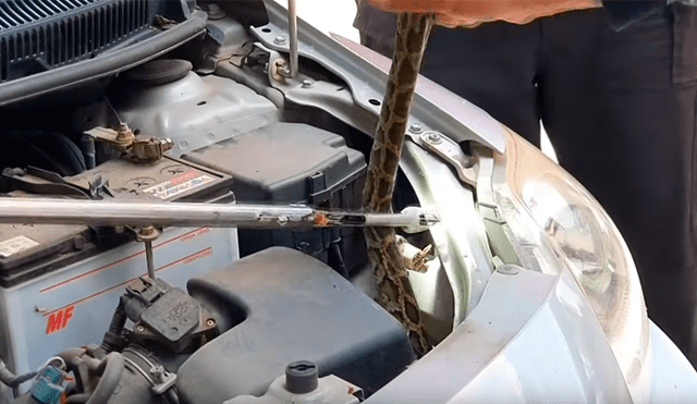 Revisa motor de auto y descubre serpiente pitón enganchada en los fierros retorcidos [VIDEO] 