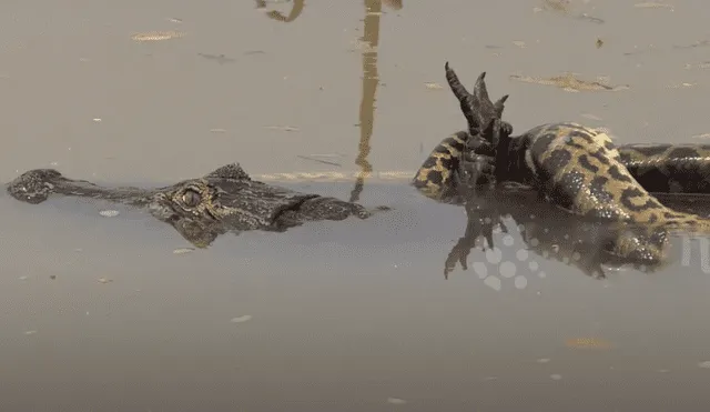 YouTube viral: turista graba brutal pelea entre enorme cocodrilo y anaconda