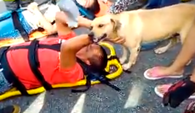 En YouTube, un perro demostró su lealtad al no querer desamparado su dueño, quien fue víctima de un accidente.