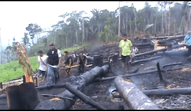 Junín: cultivos ilícitos de coca arrasan hectáreas de bosques de comunidad Asháninka [Video]