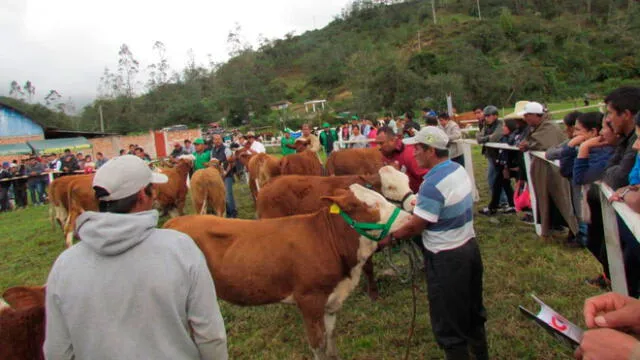 Más de cinco mil ganaderos participan en XIII Feria en Amazonas