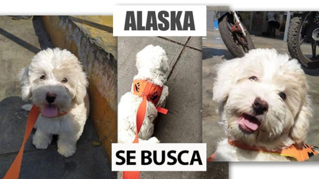 Buscan perrita perdida de nombre Alaska en Surco | Créditos: Facebook / Jorge Carnero