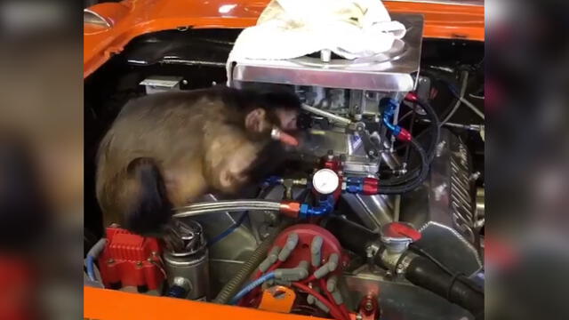 Graban a mono ‘reparando’ un auto y miles se derriten de ternura [VIDEO]