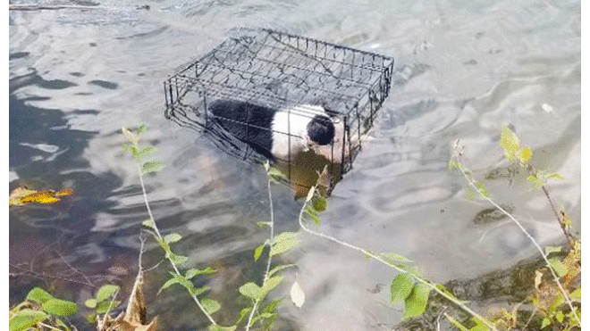 Hombre rescata a perro enjaulado que flotaba en lago helado y así luce ahora [VIDEO]