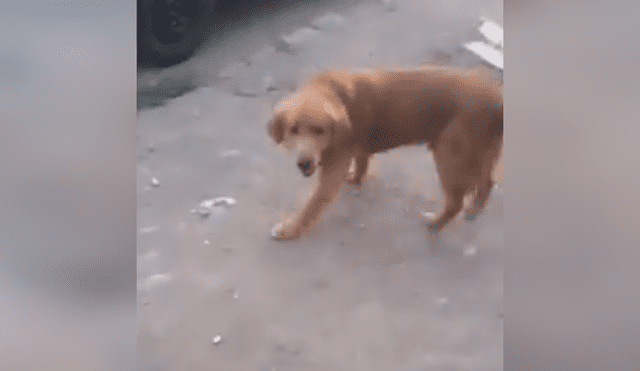Facebook viral: risas por perro que escapó de su pareja al oír a la 'Chica Badabun' [VIDEO]