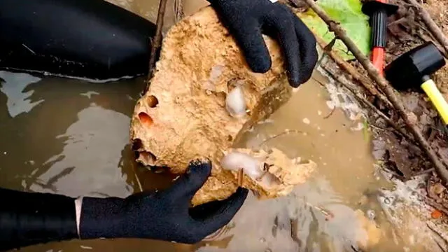 Extraña criatura que come y defeca rocas fue hallada en Filipinas. Foto: YouTube.