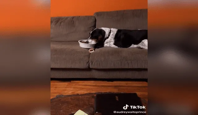TikTok - animales - perro