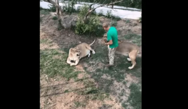 Cuidador de leones salva la vida de un felino bebé.