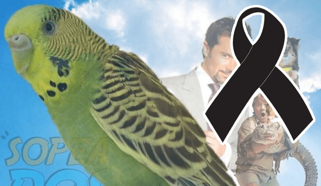 Facebook viral: Renato Barrera, dueño de 'Chimuelo', revela la razón por la que murió su periquito [VIDEO] 