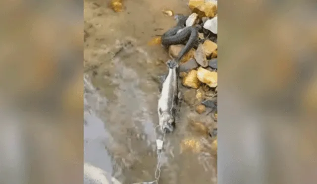 Facebook viral: pescador y peligrosa serpiente se enfrascan en lucha por conseguir alimento [VIDEO]