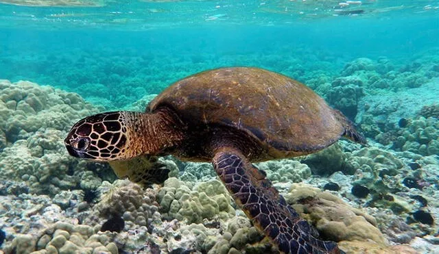 El estudio incluyó 121 ejemplares de cinco de las siete especies de tortuga marina del mundo (verde, boba, carey, golfina y plana). Foto: ecoticias.com