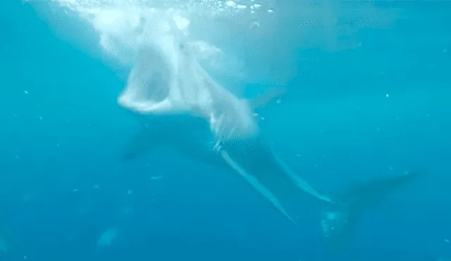 Turista conoce a enorme tiburón en el mar y escualo lo recibe con feroz ataque [VIDEO] 