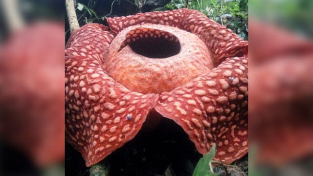 Desliza para ver la flor más grande del mundo. Foto: Captura