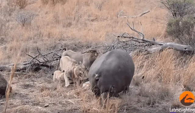 Un turista grabó en un video viral de YouTube el osado momento en que un enorme hipopótamo intentó quitarle su presa a una manada de leones, sin imaginar lo que pasaría.