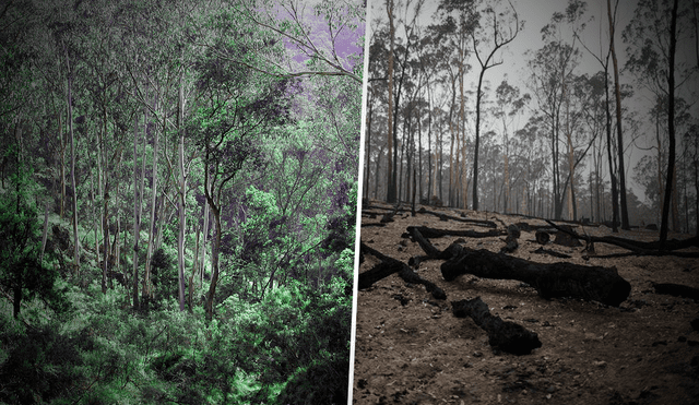 Las autoridades ambientales australianas quedaron gratamente sorprendidas con la recuperación natural de las áreas forestales afectadas por múltiples incendios. (Foto: Composición)