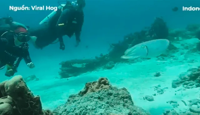 Buzos descubren extraña piedra en el mar, se asoman y criatura sufre sorprendente transformación [VIDEO] 