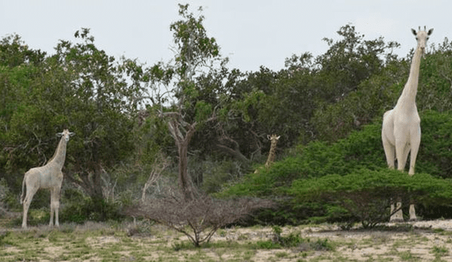 Una jirafa blanca hembra y su cría son asesinadas por cazadores furtivos